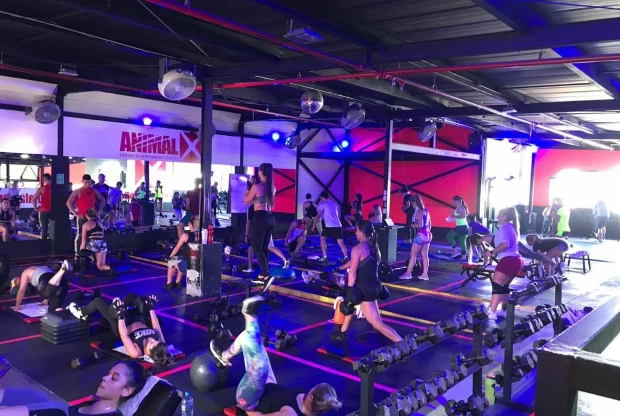 Animalx Templo Pereira, foto 3
